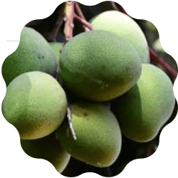 African Mango Extract