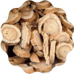 Astragalus