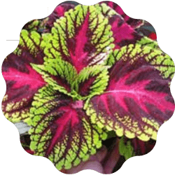 Coleus