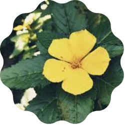 Damiana Leaf: Damiana Leaf is believed to have aphrodisiac properties and can help increase sexual arousal and pleasure.