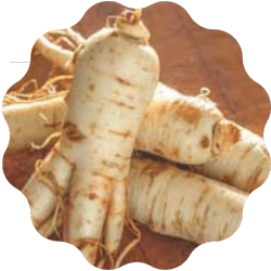 Panax ginseng