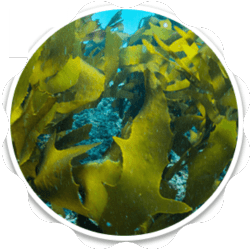 Golden Algae