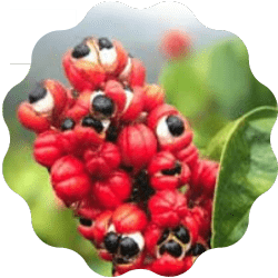 Guarana