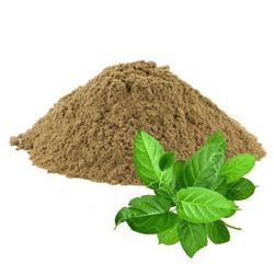 Gymnema sylvestre leaf powder