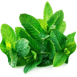 Peppermint Leaf: Peppermint Leaf provides a cooling and tingling sensation when applied, adding to the overall pleasure during sexual activity.