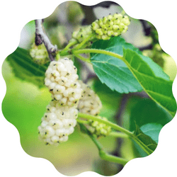 White mulberry leaf