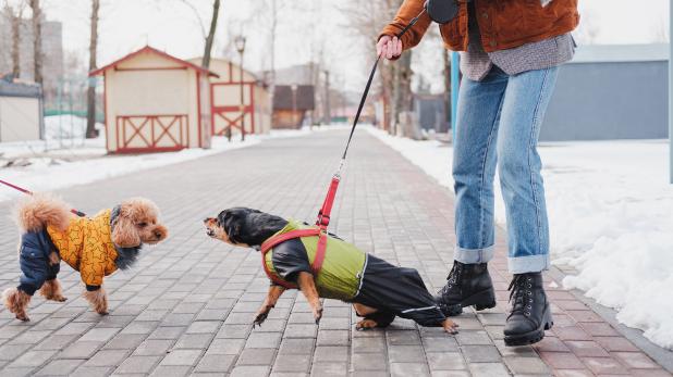 https://thehealthysnob.com/brain-training-for-dogs/